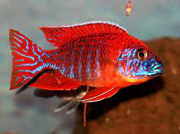 Ruby Red Peacock Cichlid (Aulonocara Rubescens)
