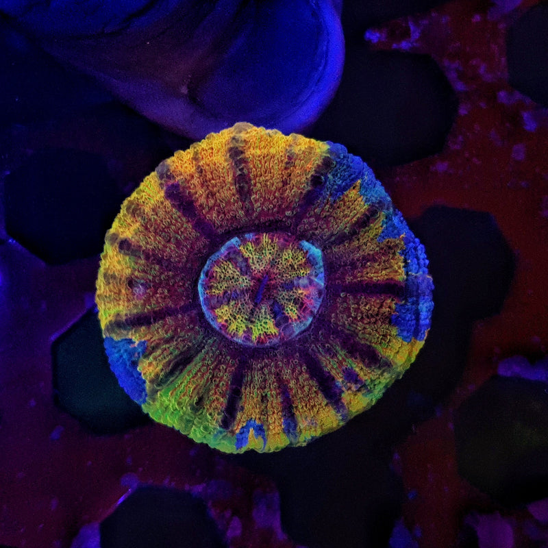 RARE Rainbow Yellow Australian Button Scoly / Scolymia Coral WYSIWYG 4