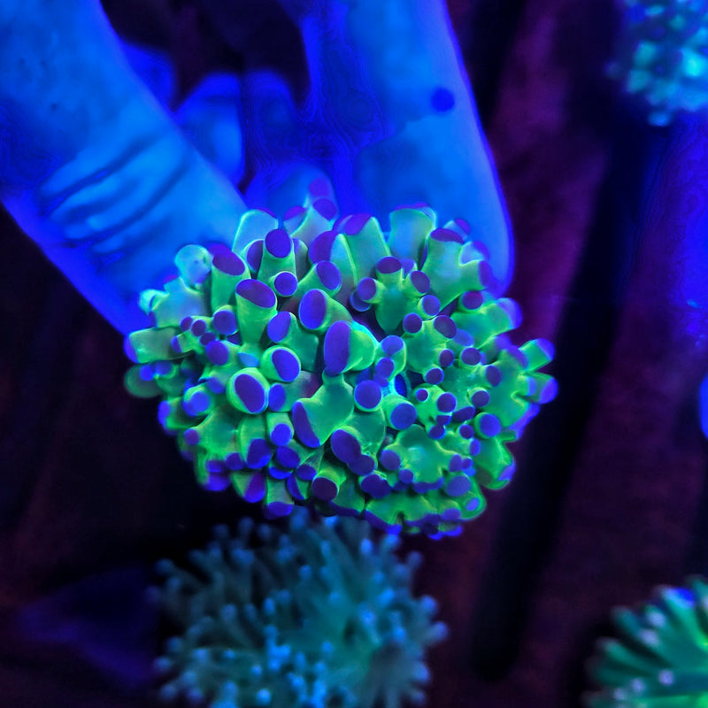 Green Purple/Blue Tip Torch 1 Head Frags(Euphyllia glabrescens)