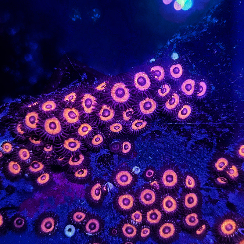 CM Bloodshot Zoa Frags Approx 5 Heads