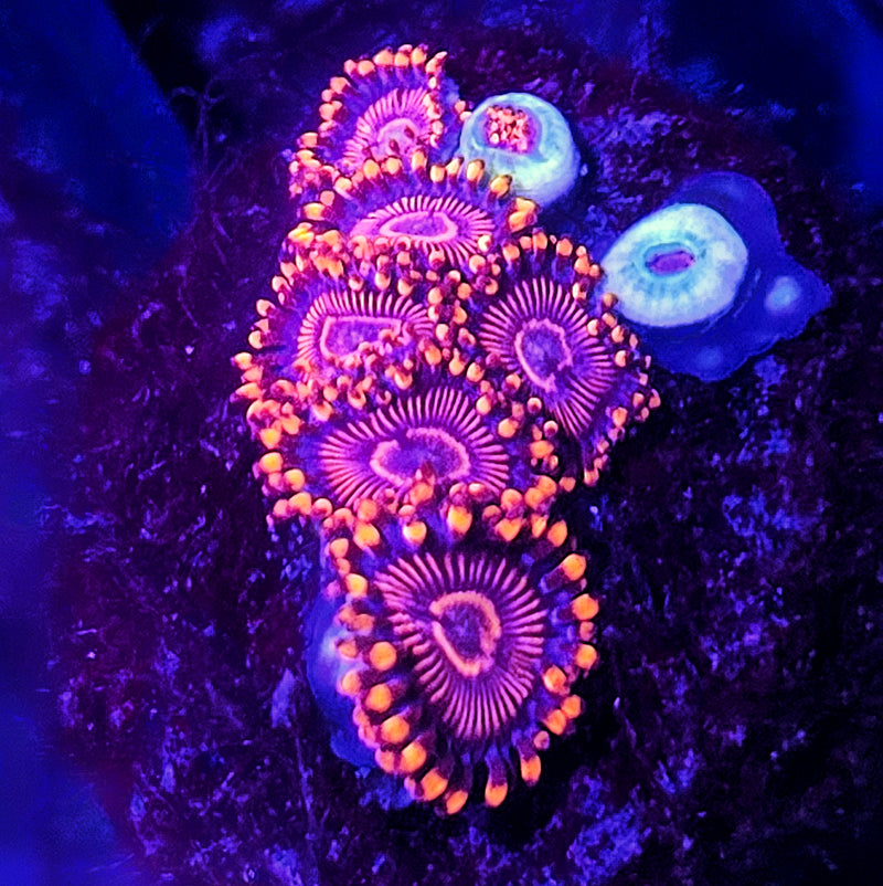 Ked Red Zoa Frags