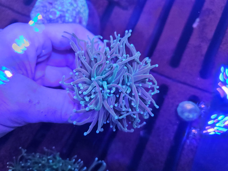 White Tip Torch 1 Head Frags(Euphyllia glabrescens)