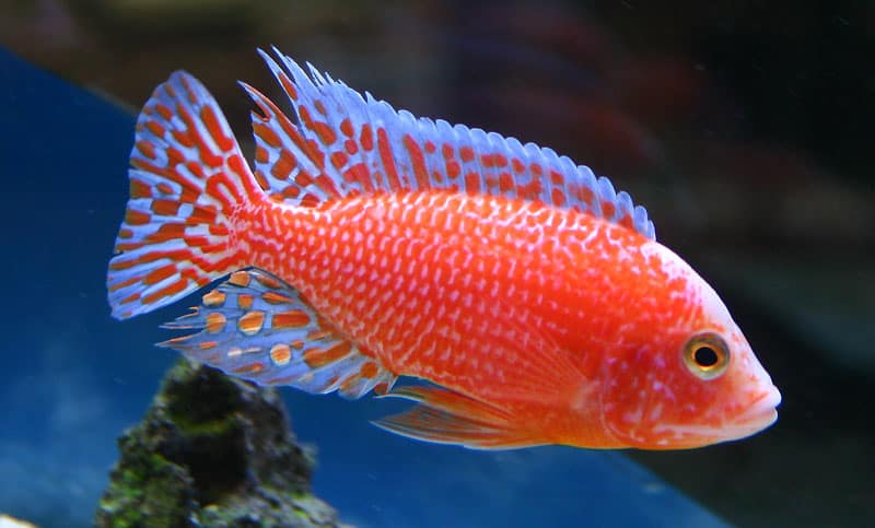 Aulonocara Firefish – Aulonocara Sp. Dragons Blood