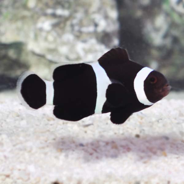 Black & White Clownfish Pair and Bubble Tip Deal (Amphiprion ocellaris) TANK BRED