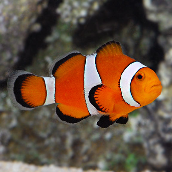Orange and White Clownfish Pair and Green Bubble Tip Anemone