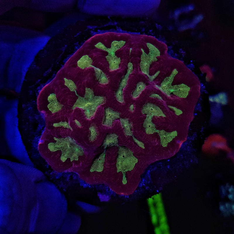 Ultra Prism Platygyra Colony WYSIWYG (Platygyra sp.)