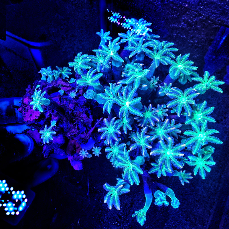 Green Lash Clove Polyp Frags, 1 to 2 heads   (Clavularia sp.)