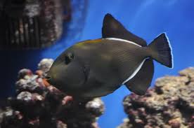 Hawaiian Black Triggerfish (Melichthys niger)
