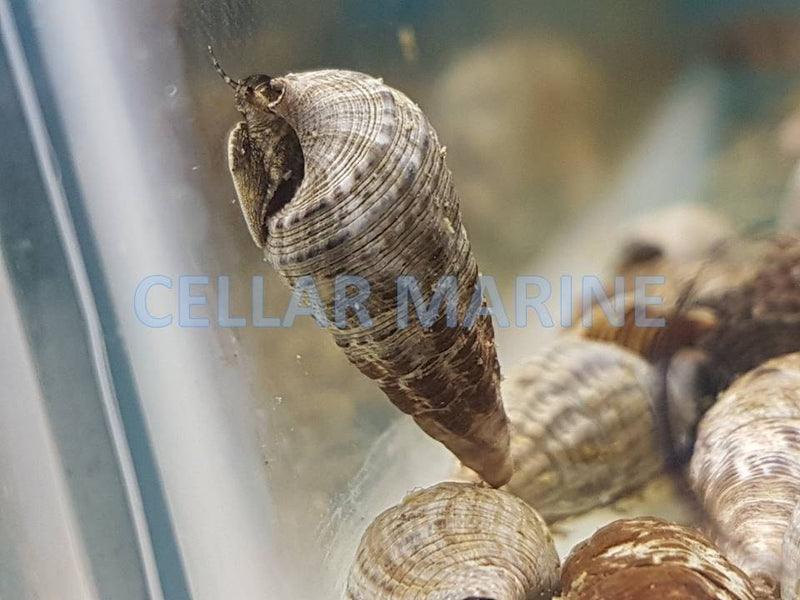 Cerith Snail (Cerithium echinatum)