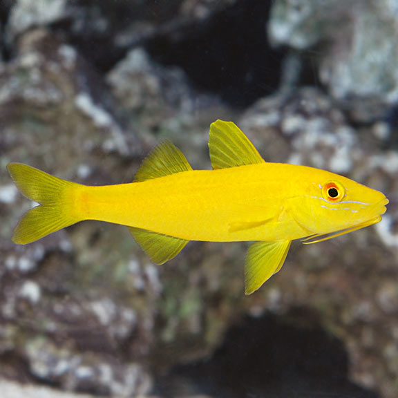 Yellow Goatfish (Parupeneus cyclostoma)