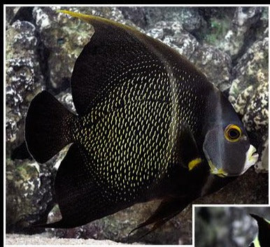 Black French Angelfish Adult (Pomacanthus paru) XXL 10 inch COLLECTION ONLY
