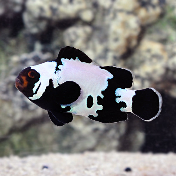 Black Snowflake Clownfish (Amphiprion ocellaris) TANK BRED